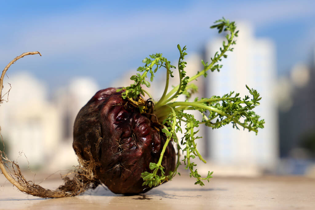 Descobre os benefícios do suplemento de maca para a saúde sexual